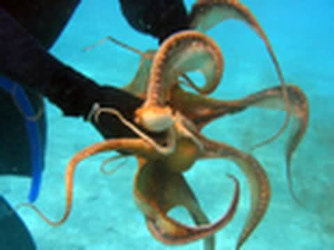 Paul the Octopus - Wikipedia