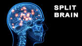Split brain behavioral experiment