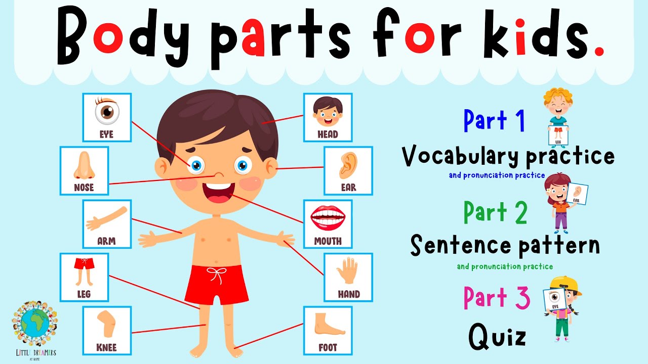 Body Parts: Parts Of The Body in English with Pictures • 7ESL