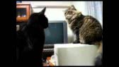 Cat vs Cat & Printer - The Translation