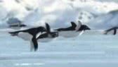 Flying penguins (BBC)
