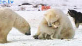 Polar bears and dogs playing (Firstscience TV)
