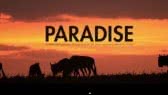 Paradise (Coldplay)