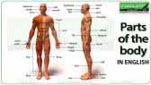 Parts of the body (Woodward English)